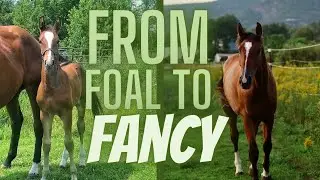 4-YEAR HORSE TRANSFORMATION: From Foal to Riding Horse (Part 1) // Kaitehh Equestrian