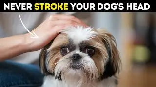Why Petting Your Dog's Head Might Be a Huge Mistake &ndash; The Alarming Details Revealed!