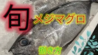 [魚の捌き方]旬！メジマグロ捌き方