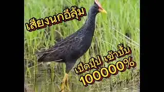เสียงต่อนกอีลุ้มหรือนกตูม มาใหม่! เปิดปุ๊ปมาปั๊ป 1000000% #subscribe #กดติดตาม #youtube #กดไลค์