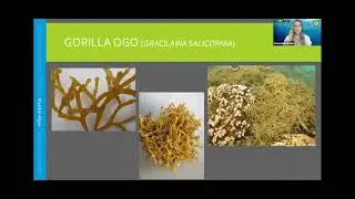 Invasive Algae of Hawaii and iNaturalist presented by Gen Devine