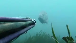 SPIGOLE!! La migliore compilation di pesca in apnea alla spigola Spearfishing sea bass labrax Part1