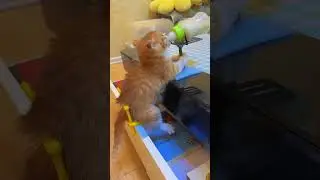 Every move was smooth and effortless! 🐱✨ #FunnyCats #CatLife #CutePets #CatLovers #CatMeme