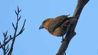 Surrey Birding 26/03/17