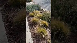 🌾 Ornamental grasses are a great addition to your yard! What is your favorite?