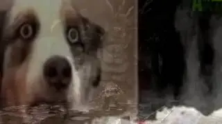 Dog gets Dark Souls flashbacks