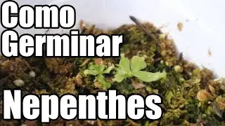 Como Germinar semillas de nepenthes || Plantas carnívoras || México Verde