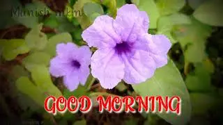Good morning | WhatsApp status | natural status | flowers | colour folwert | Munish mkm