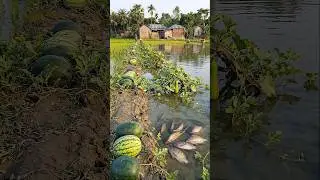 Wow! Amazing Polo Fishing Videos ! Best Big Fish Catching ! Primitive Technique fishing #fish #india