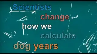 Scientists change how we calculate dog years