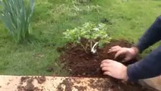 How to plant a Potted Rose