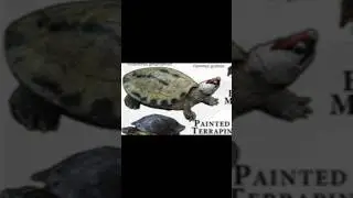 Types of Turtle (Painted Terrapin ) pt.12
