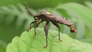 Coreidae family bug with a yellow heart  on his back.