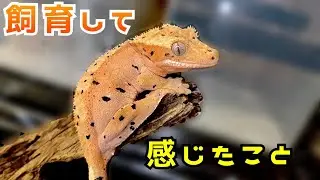 【飼育環境】クレステッドゲッコーを飼育をしてみた結果…