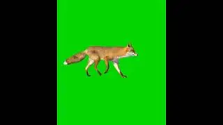 Fox Walking Animation | Green Screen Video for Storytelling & Editing#FoxAnimation #GreenScreen