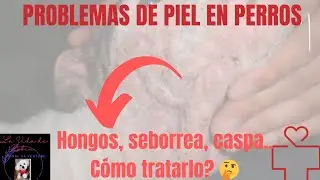 PROBLEMAS EN LA PIEL.. CASPA, SEBORREA, HONGOS.. 😱🐶🚨#robin #bichonmaltes #perros#dogslove #dogslife