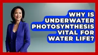 Why Is Underwater Photosynthesis Vital For Water Life? - The Student Atlas