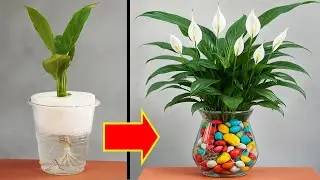 Ginger Lily A Beautiful Plant That Purifies Your Living Space