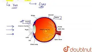 Is cornea transparent to light ? | CLASS 10 | THE HUMAN EYE AND COLOURFUL WORLD | PHYSICS | Doub...