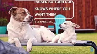 Bevill Dog Behavior - Products - Raised Bed