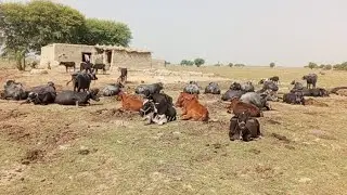 Native atmosphere, old-fashioned village atmosphere, Indus River region || HD Video full movie 