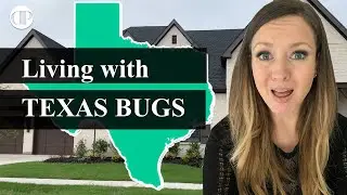 Texas Bugs - how hard is it to treat bugs, spiders, and snakes in Texas?