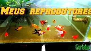 Kinguios reprodutores - ovas e alevinos