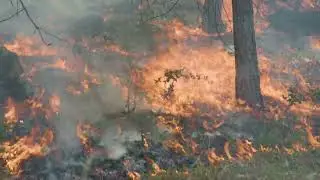 METX: Big Chico Creek Ecological Reserve (BCCER) - Prescribed Fire