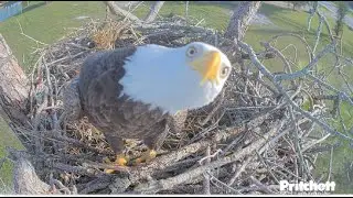 SWFL Eagles ~ M15 Cute Expressions! 3 Nest Tests & Branch Snap Queen F23 Sticks & Mating 😊 10.28.25