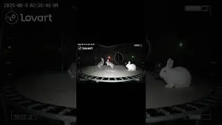 Caught a few bunnies on a trampoline last night&hellip;