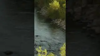 Greys River Hatch, WY  #fishing #trout #flyfishing #wyoming
