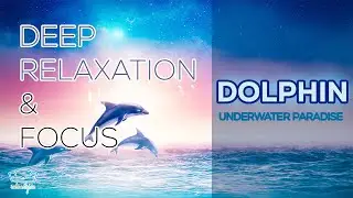 Relaxing Dolphin Encounter: Playful Dolphins Swimming to Soothing Music