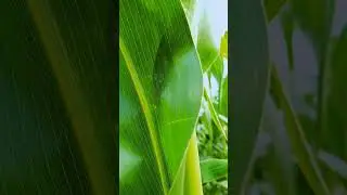 #this is a natural video#best #free  time you see my video