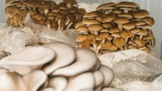Processing oyster mushrooms short notes #Agromushroom2.o #Agriculture #viral #trainding