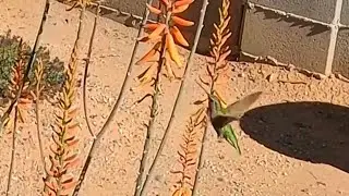 Hummingbird Hover Slow Motion(4k)
