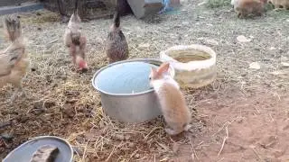 تربية الارانب والدجاج