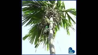 Farming Innovation | Betelnut harvesting machine | Kerala | Wonder Climber