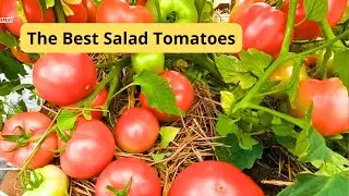 Лучшие низкорослые томаты для салата, которые стоит попробовать!