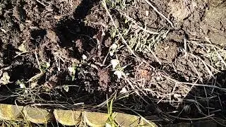 Garden update 9 Feb 2022 Snowdrop.
