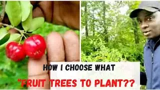 If You Have A SMall Garden How To Choose The Right Tree to Plant?|Should I plant This Tree or Not?
