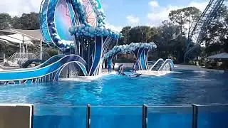 ♡♡ Dolphin Show at Sea World!! ♡♡ #dolphin #dolphins #dolphinsea #dolphinshow #돌고래 #돌고래쇼