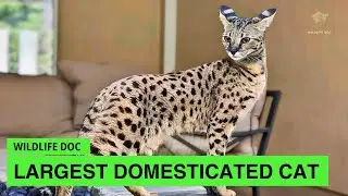 Wild Fact | Largest Domesticed Cat With Wild Blood | Wildlife Documentary