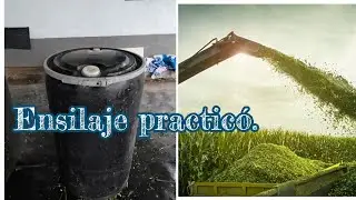 Ensilando Pasto de Corte, de una forma practica. Utilización de timbos o canecas plásticas.