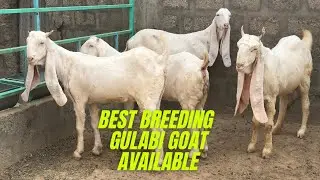 Best Breeding Gulabi Goats Available at Nagra Farm | Malir Memon goth | Goat farming in Karachi