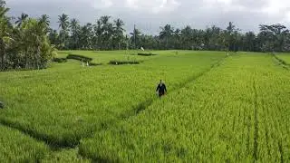 Alone Man Walking In The Field - No Copyright Video - Free Stock Footage