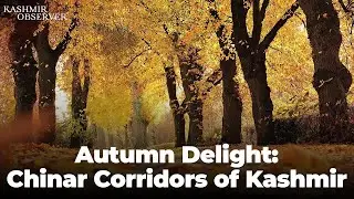 Autumn Delight: Chinar Corridors of Kashmir