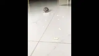 Hamster follows food track 🐹 #cute #baby #fluffy #yummy #animal #chipmunk #funny #life #love #hungry