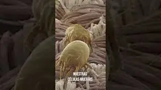 Our Dead Cells
