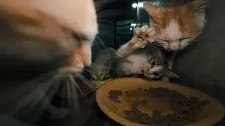 Stray Cats Walk the Same Earth We Do
