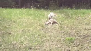 Wolf Attack on Big Horn Sheep -Kananaskis- Rare Jukin Media Verified (Original)